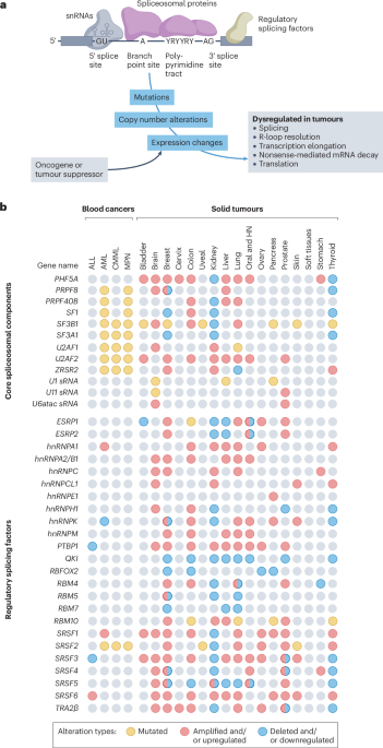 Steering research on mRNA splicing in cancer towards clinical translation