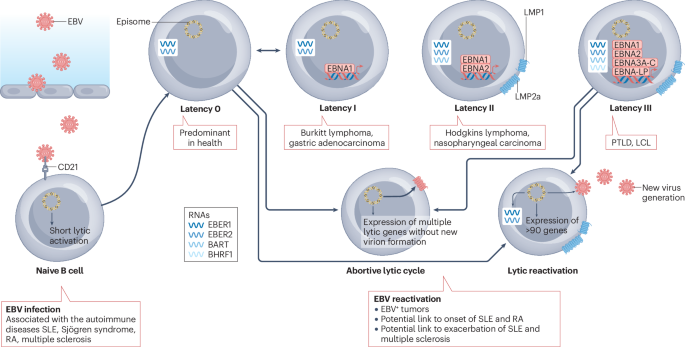 Epstein–Barr virus as a potentiator of autoimmune diseases