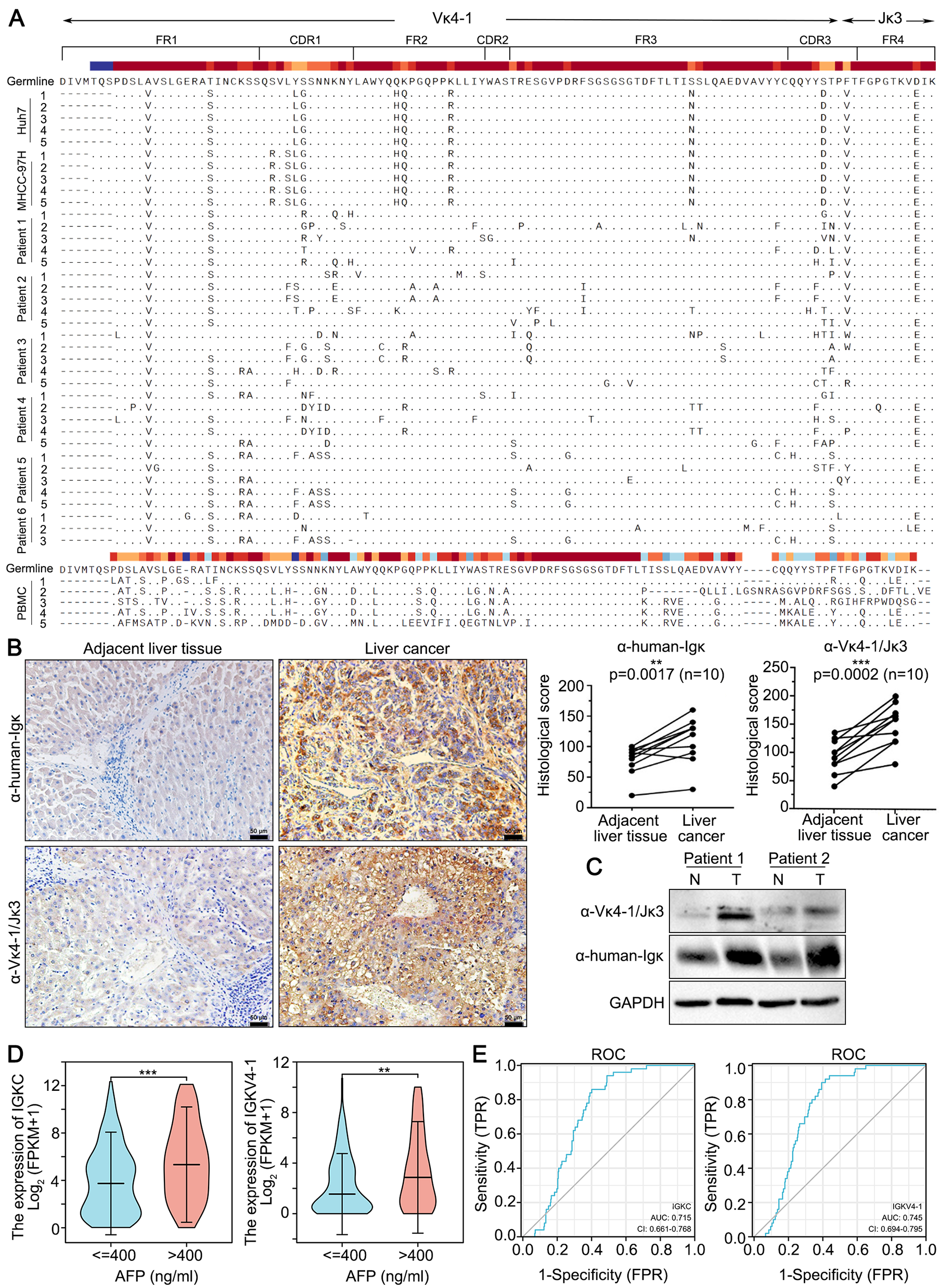 Hepatocyte-derived Igκ promotes HCC progression by stabilizing electron transfer flavoprotein subunit α to facilitate fatty acid β-oxidation