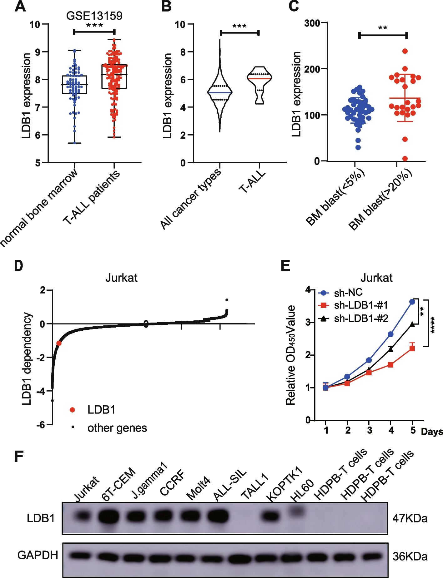 Enhancer looping protein LDB1 modulates MYB expression in T-ALL cell lines in vitro by cooperating with master transcription factors