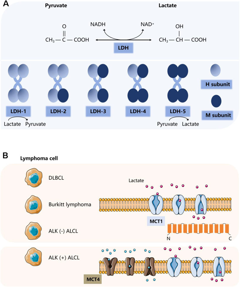 How lactate affects immune strategies in lymphoma