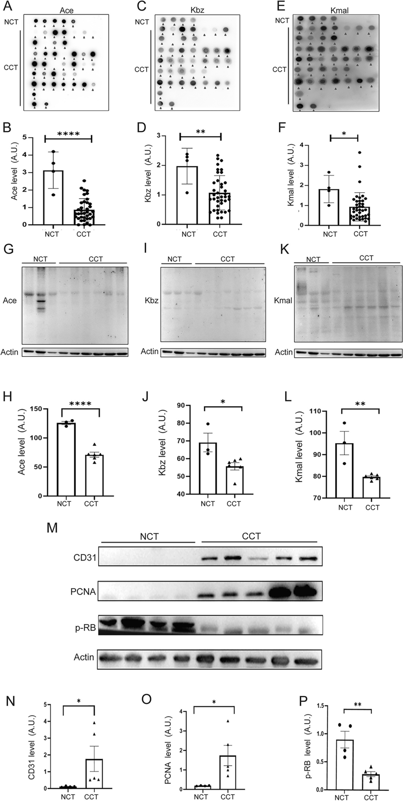 PARP1 acetylation at K119 is essential in regulating the progression and proliferation of cervical cancer cells