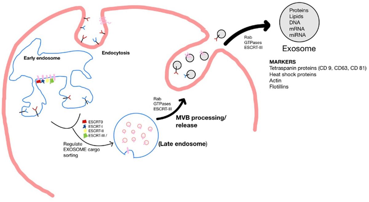 Intermittent hypoxic training – derived exosomes in stroke rehabilitation