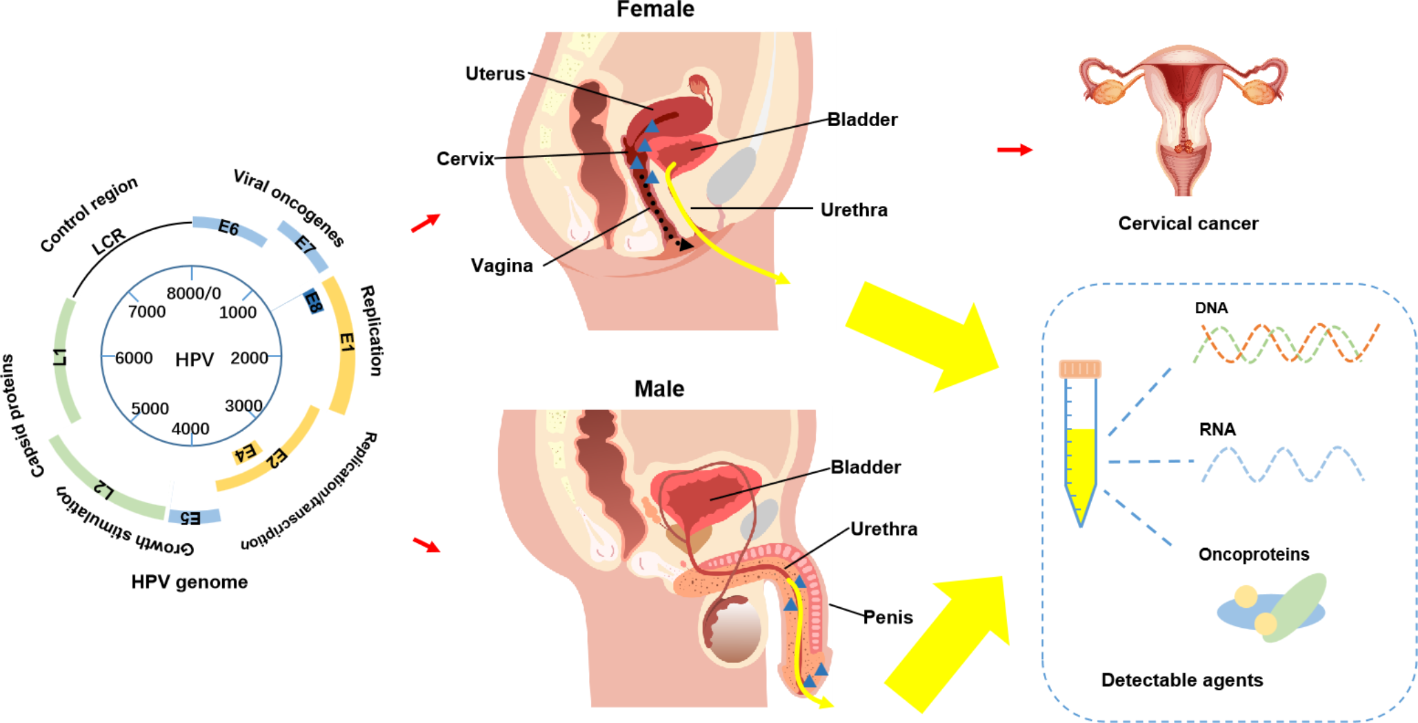 A review of urinary HPV testing for cervical cancer management and HPV vaccine surveillance: rationale, strategies, and limitations