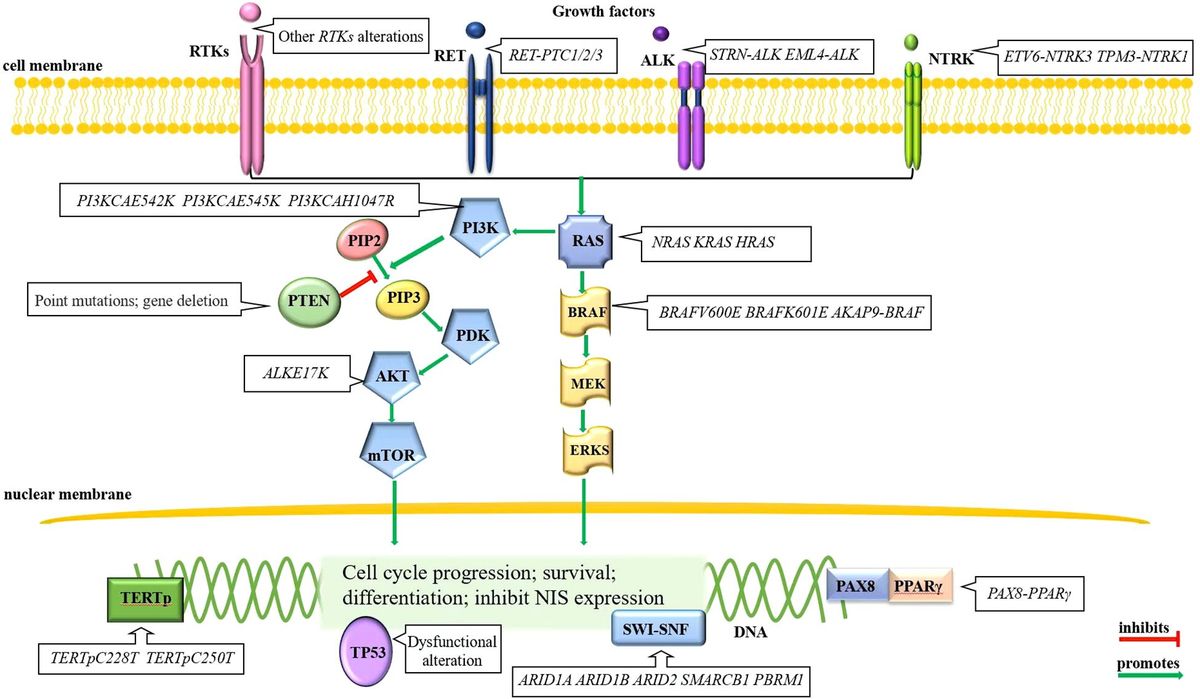 Systemic treatments for radioiodine-refractory thyroid cancers