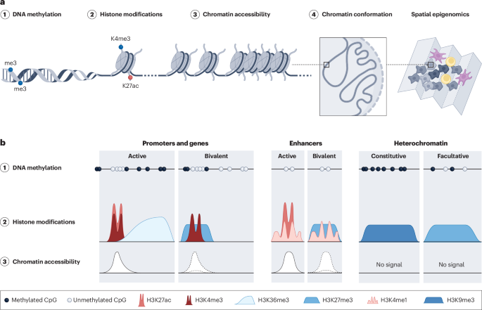 Epigenomic heterogeneity as a source of tumour evolution