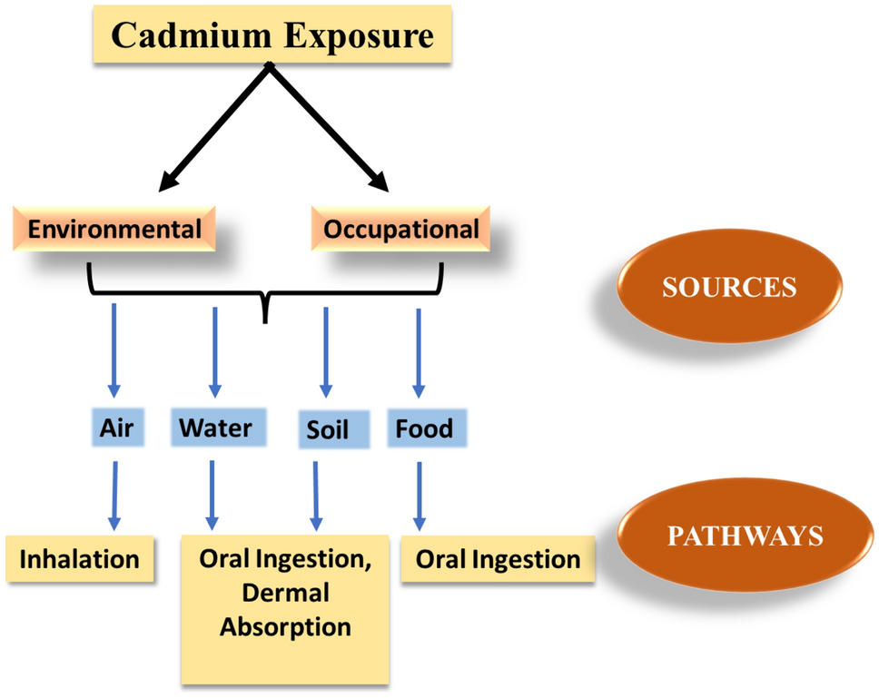 Revisiting cadmium-induced toxicity in the male reproductive system: an update