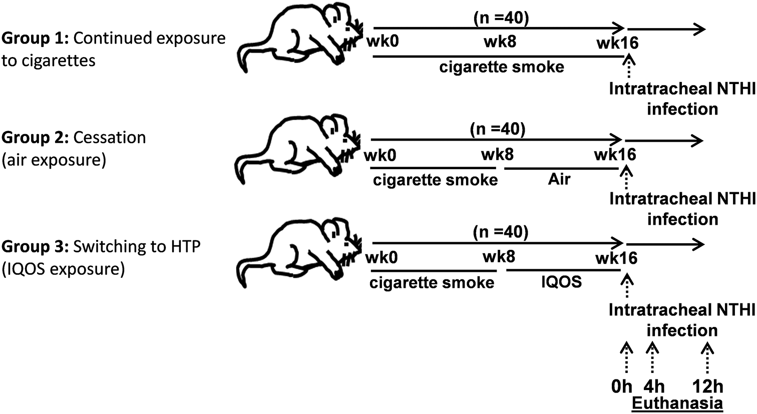 Can switching from cigarettes to heated tobacco products reduce consequences of pulmonary infection?