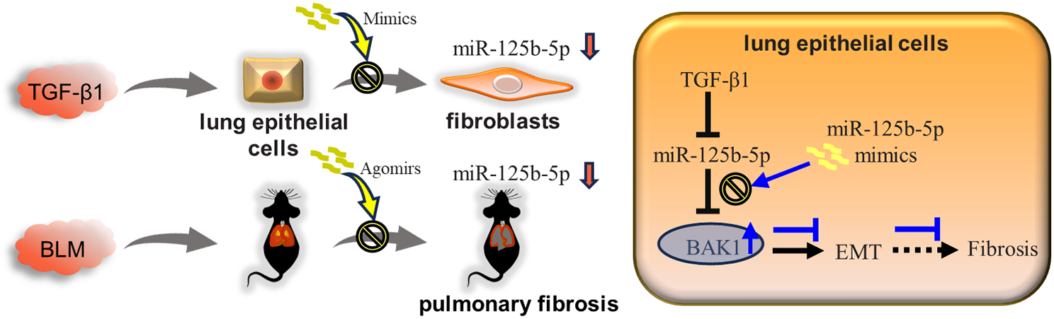 MiR-125b-5p alleviates pulmonary fibrosis by inhibiting TGFβ1-mediated epithelial-mesenchymal transition via targeting BAK1