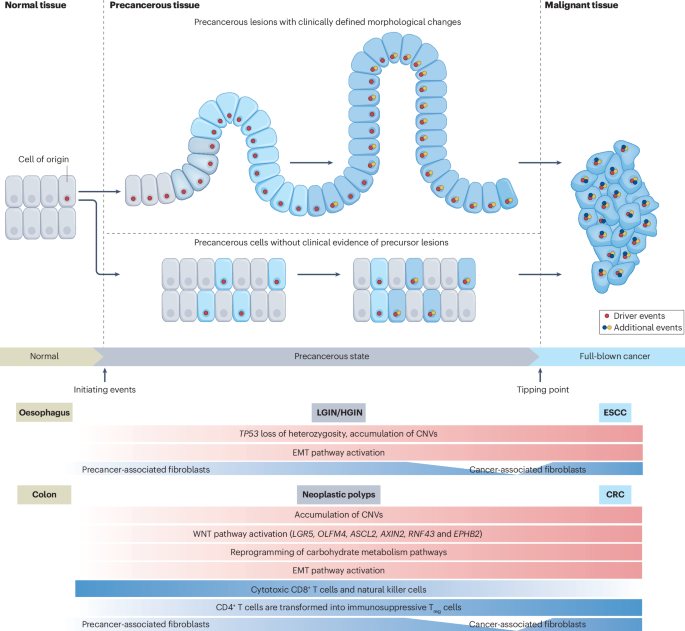 Emerging strategies to investigate the biology of early cancer