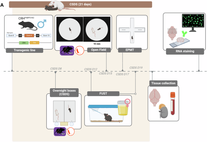 Deep phenotyping reveals CRH and FKBP51-dependent behavioral profiles following chronic social stress exposure in male mice