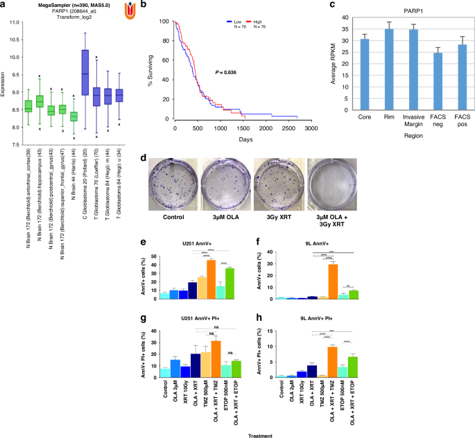 Neurosurgical application of olaparib from a thermo-responsive paste potentiates DNA damage to prolong survival in malignant glioma