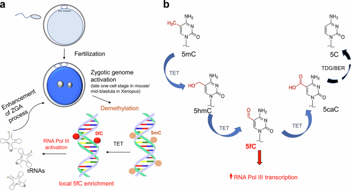 5-Formylcytosine: a new epigenetic player