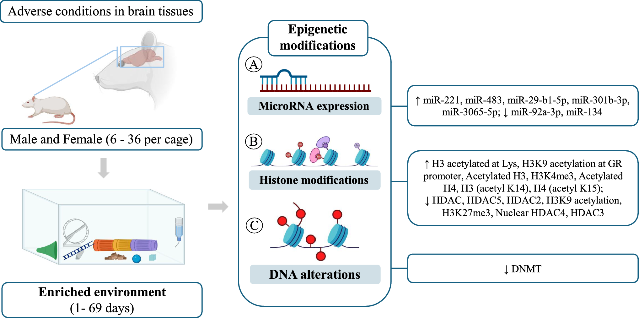 Can Environmental Enrichment Modulate Epigenetic Processes in the Central Nervous System Under Adverse Environmental Conditions? A Systematic Review