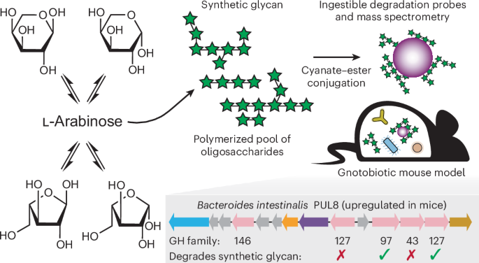 In vivo manipulation of human gut Bacteroides fitness by abiotic oligosaccharides