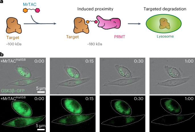 Targeting proteins to lysosomes with a chemical inducer of arginine methylation