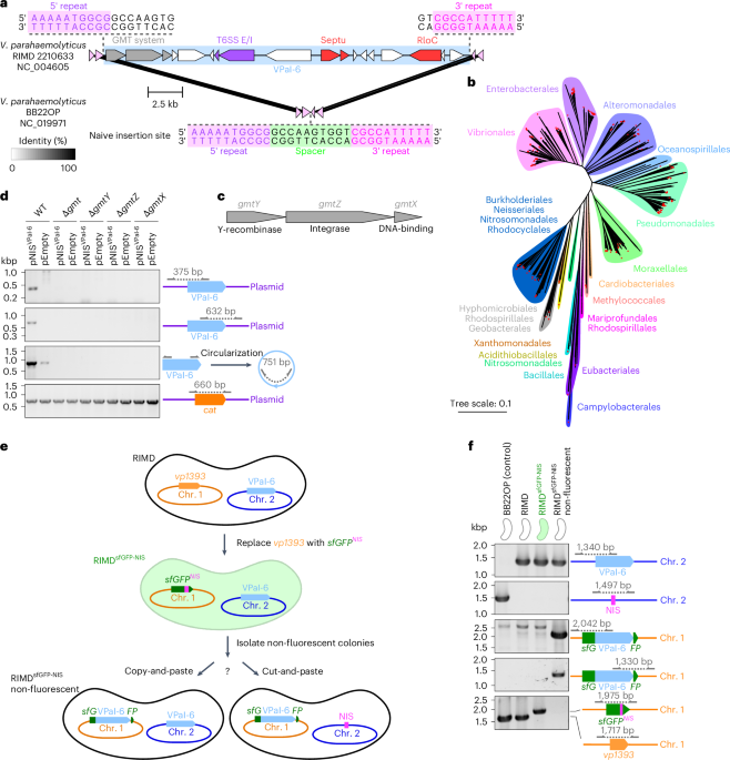 Gamma-Mobile-Trio systems are mobile elements rich in bacterial defensive and offensive tools