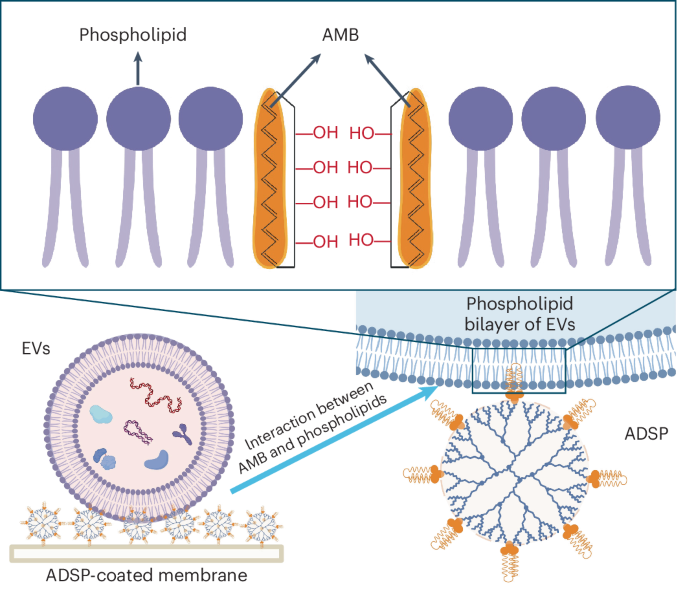 High-throughput capture and in situ protein analysis of extracellular vesicles by chemical probe-based array