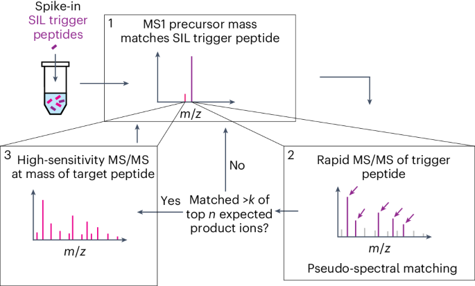 Validation and quantification of peptide antigens presented on MHCs using SureQuant