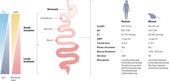 Delving the depths of ‘terra incognita’ in the human intestine — the small intestinal microbiota