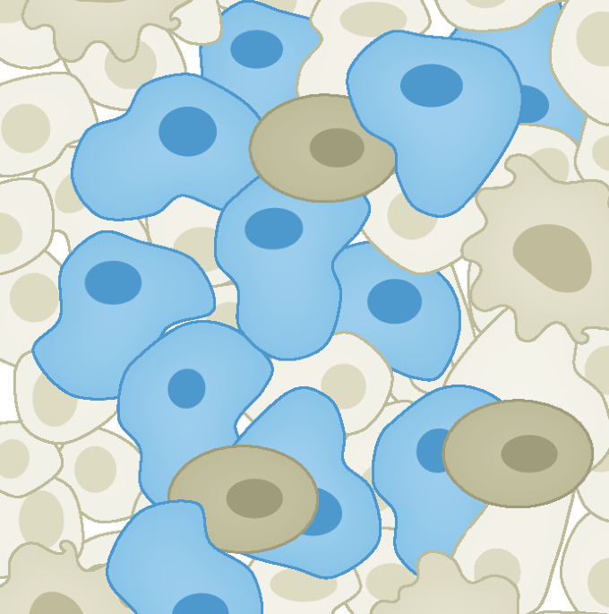 A nuclear morphology-based machine learning algorithm for senescence detection