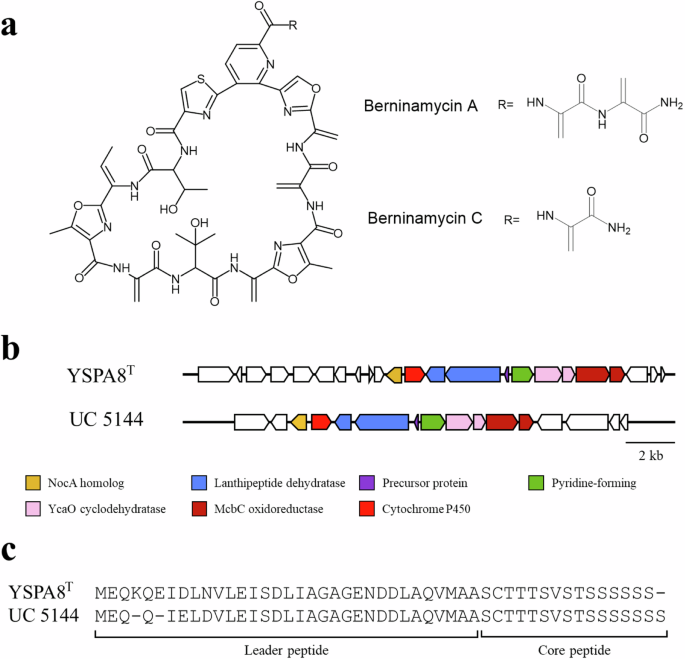 Streptomyces yaizuensis sp. nov., a berninamycin C-producing actinomycete isolated from sponge