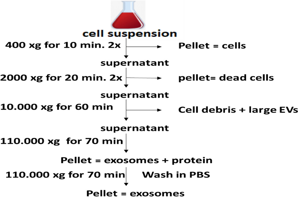 Exosomes Derived from Bone Marrow Dendritic Cells Exhibit Protective and Therapeutic Potential Against Chemically Induced Chronic Pancreatitis in Rats