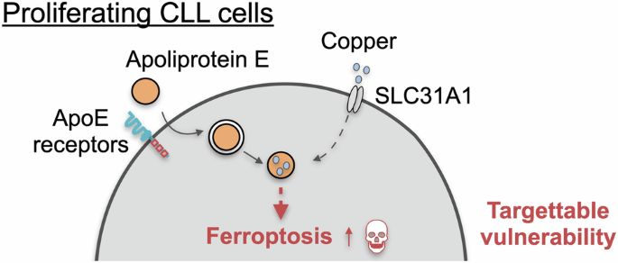 Apoliprotein E-mediated ferroptosis controls cellular proliferation in chronic lymphocytic leukemia