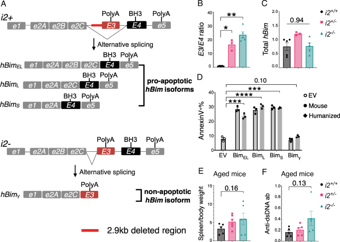 The BIM deletion polymorphism potentiates the survival of leukemia stem and progenitor cells and impairs response to targeted therapies