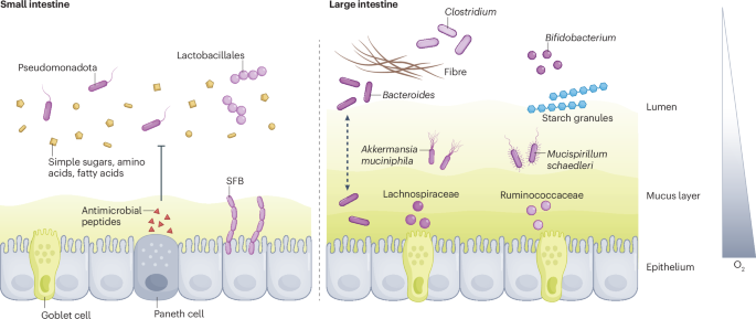 Host–pathobiont interactions in Crohn’s disease