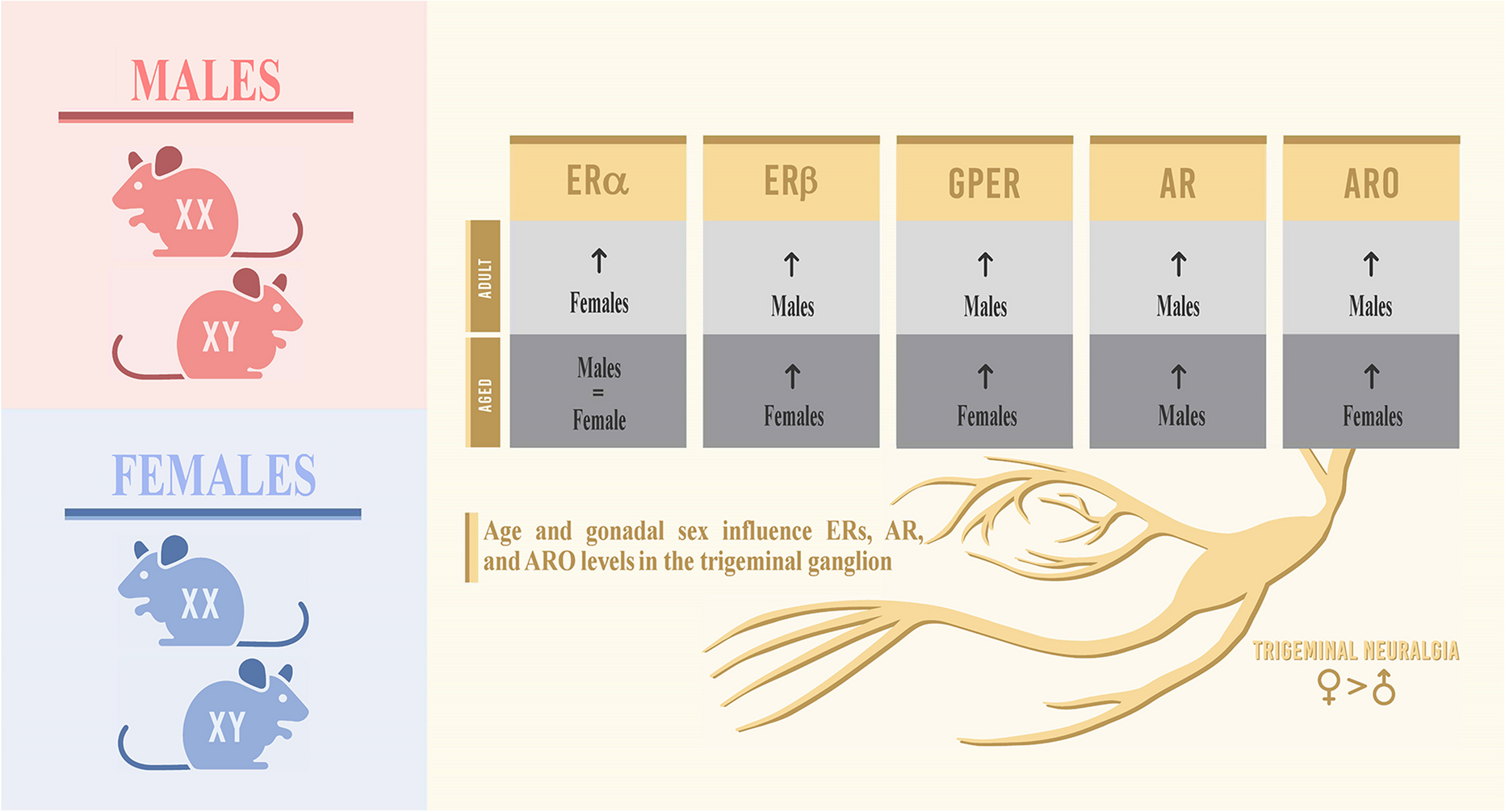 Aging is associated with sex-specific alteration in the expression of genes encoding for neuroestradiol synthesis and signaling proteins in the mouse trigeminal somatosensory input