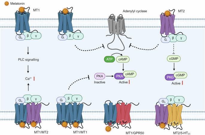 Modulation of autophagy by melatonin and its receptors: implications in brain disorders