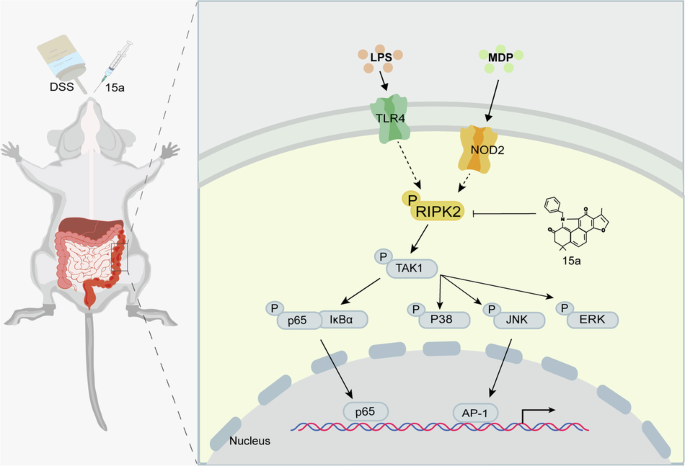 A derivative of tanshinone IIA and salviadione, 15a, inhibits inflammation and alleviates DSS-induced colitis in mice by direct binding and inhibition of RIPK2