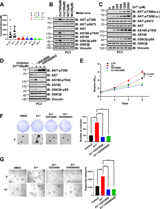 Zinc ions activate AKT and promote prostate cancer cell proliferation via disrupting AKT intramolecular interaction