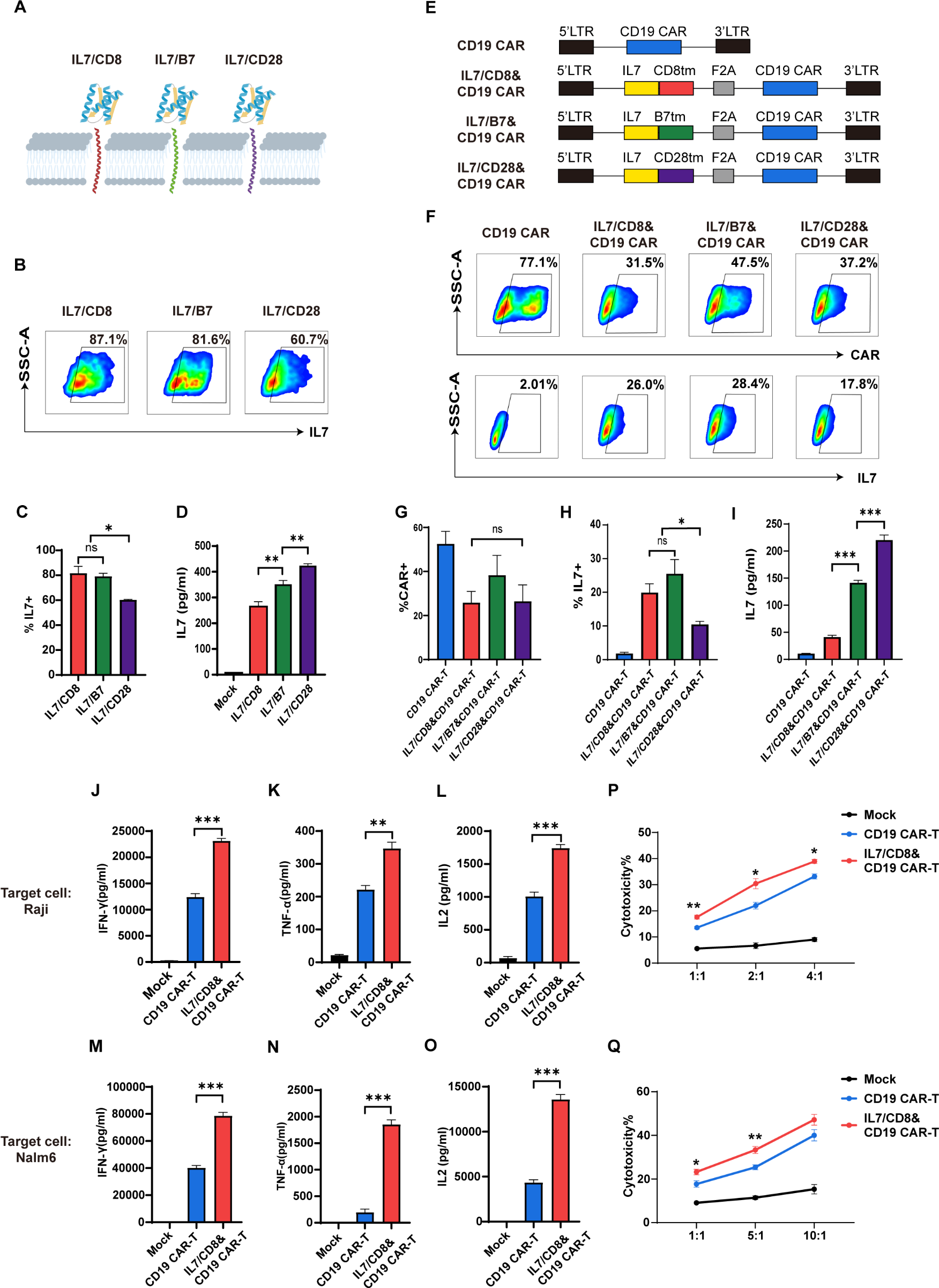 Membrane-bound IL-7 immobilized by the CD8 transmembrane region improves efficacy of CD19 CAR-T cell therapy