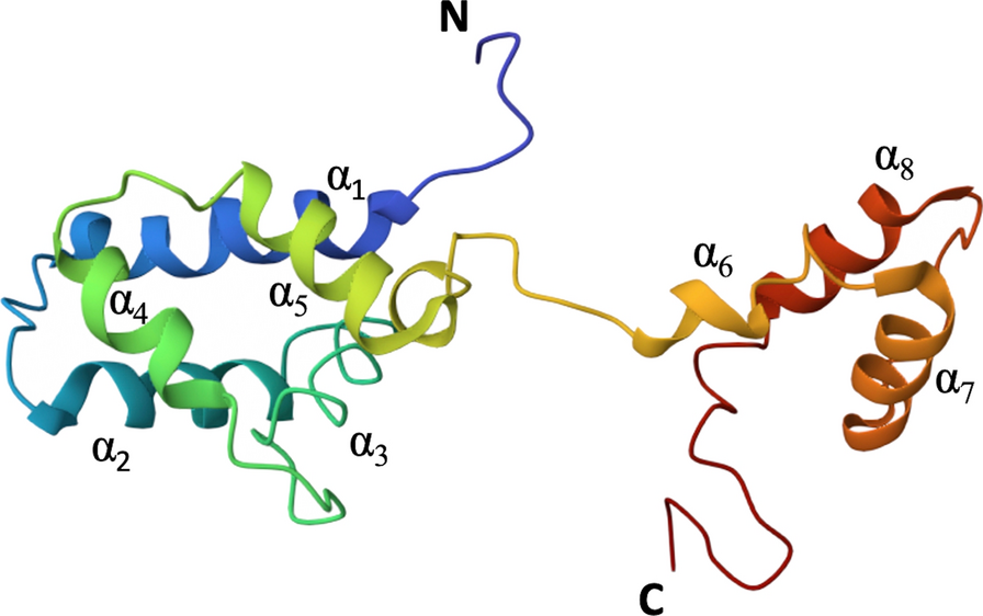 Mechanistic role of mesencephalic astrocyte-derived neurotrophic factor in myocardial ischemia/reperfusion injury