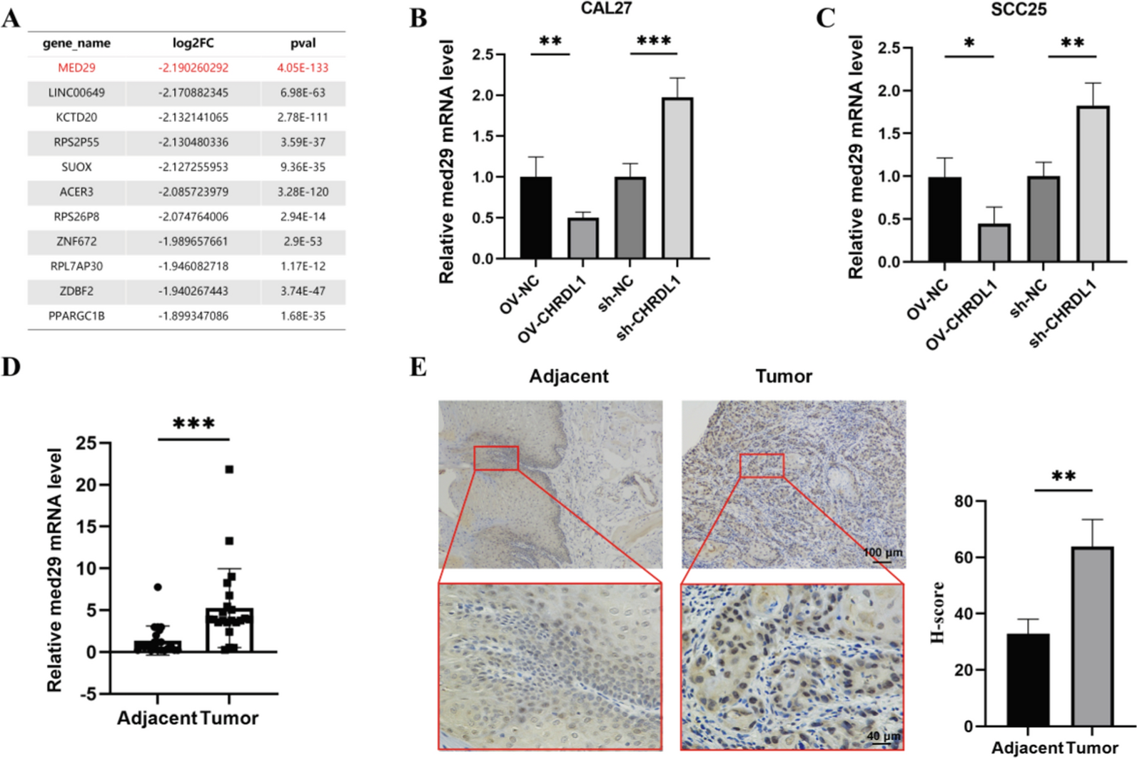 CHRDL1 inhibits OSCC metastasis via MAPK signaling-mediated inhibition of MED29