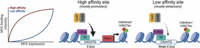 Transcriptional regulation by MYC: an emerging new model