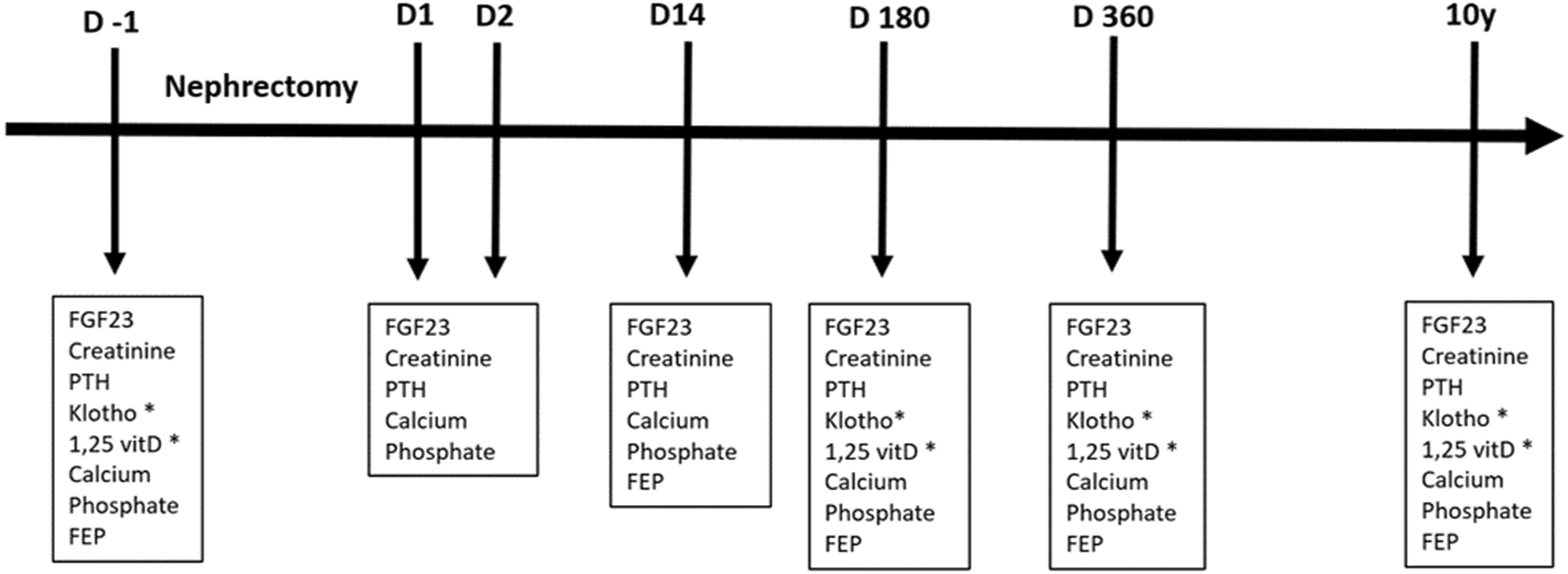 Short and long-term effects of kidney donation on mineral and bone metabolism