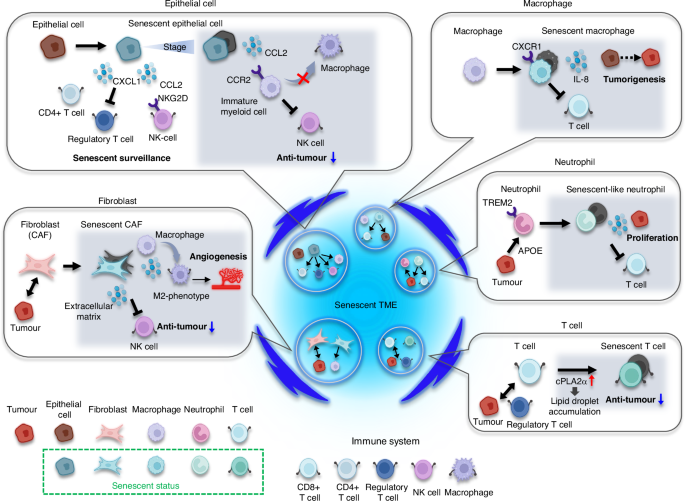 Immune therapeutic strategies for the senescent tumor microenvironment