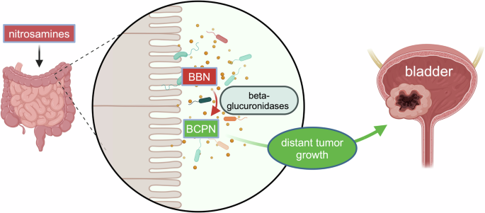 Gut microbial carcinogen metabolism: another avenue to cancer