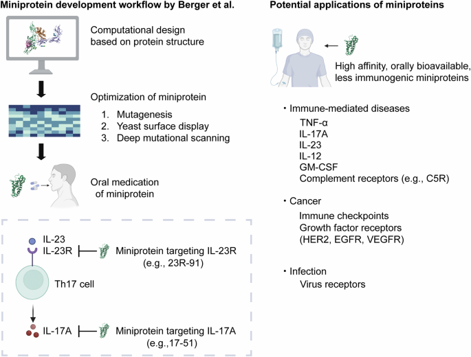 Miniproteins may have a big impact: new therapeutics for autoimmune diseases and beyond