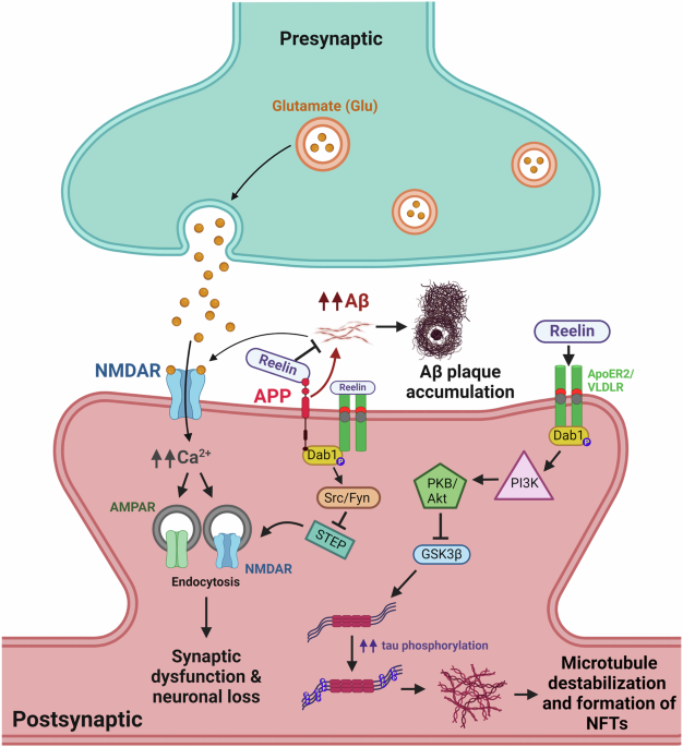 Mapping Alzheimer’s disease: exploring cellular vulnerability and resilience