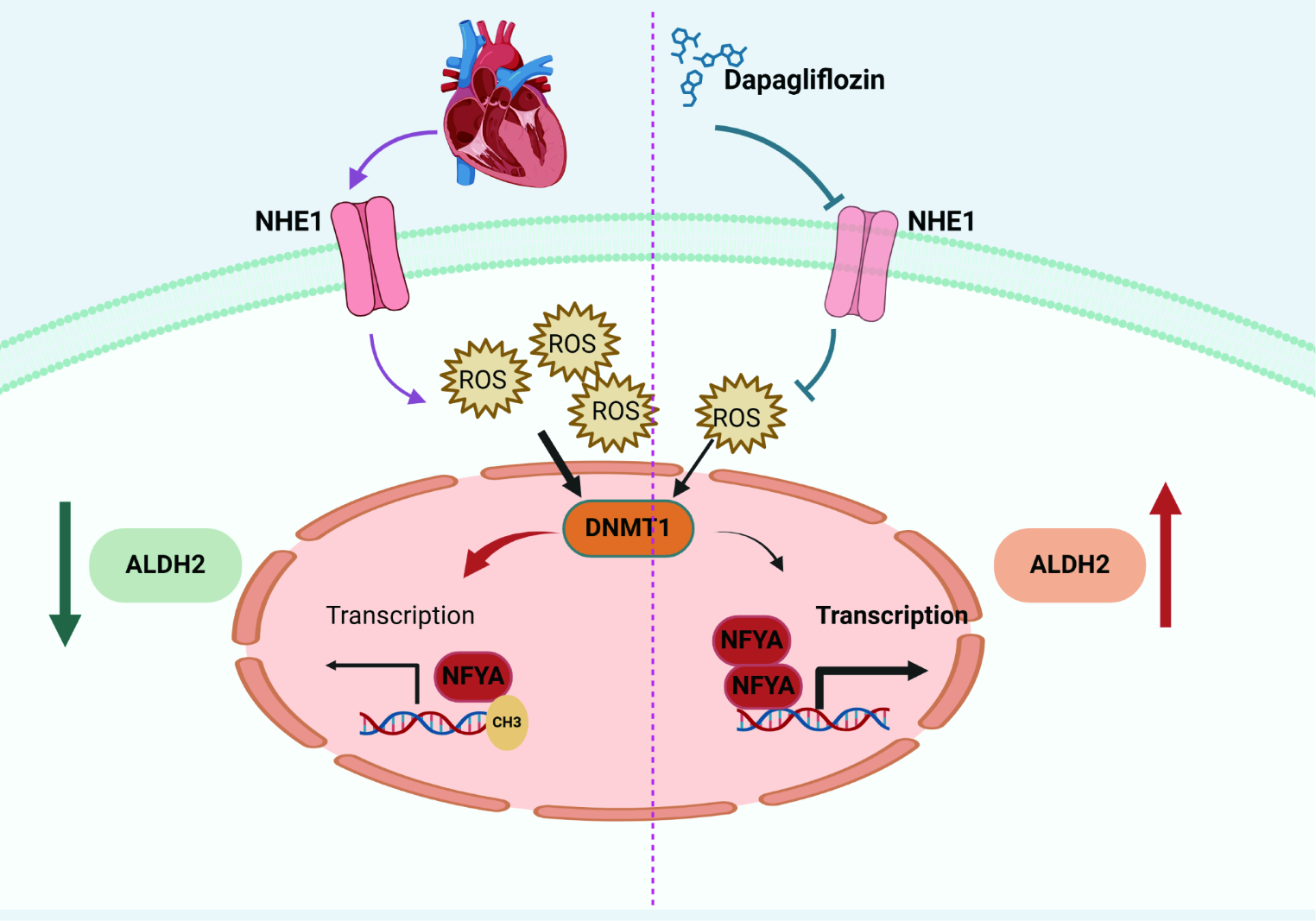 ALDH2 mediates the effects of sodium-glucose cotransporter 2 inhibitors (SGLT2i) on improving cardiac remodeling