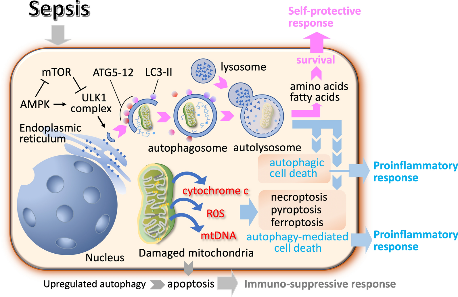 Autophagy and autophagic cell death in sepsis: friend or foe?