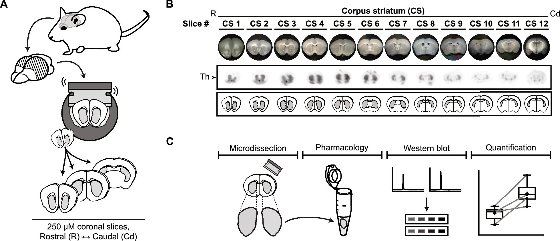 Phosphodiesterase inhibition and Gucy2C activation enhance tyrosine hydroxylase Ser40 phosphorylation and improve 6-hydroxydopamine-induced motor deficits