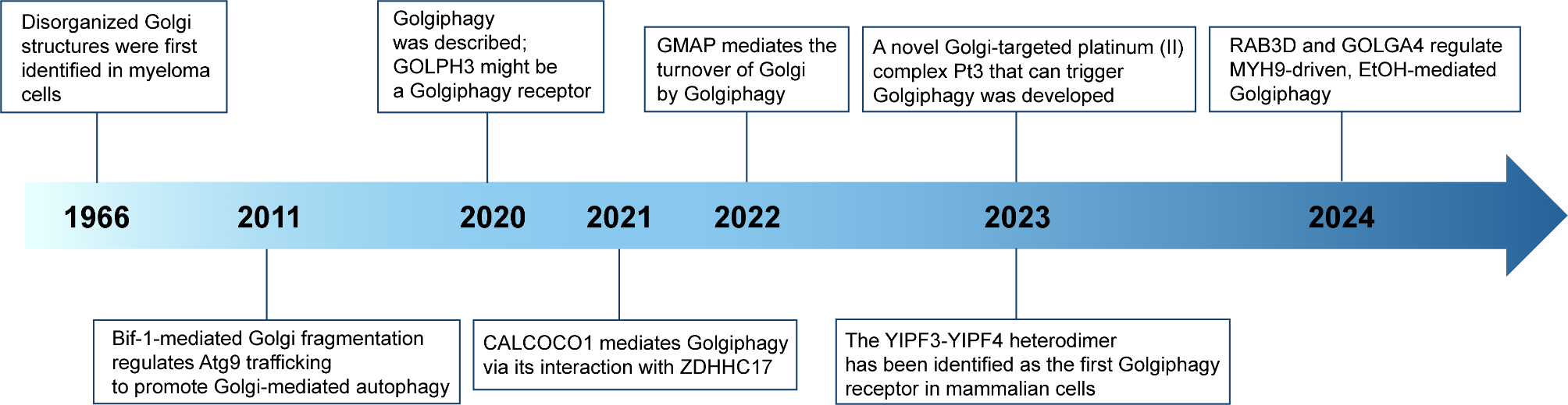 Golgiphagy: a novel selective autophagy to the fore