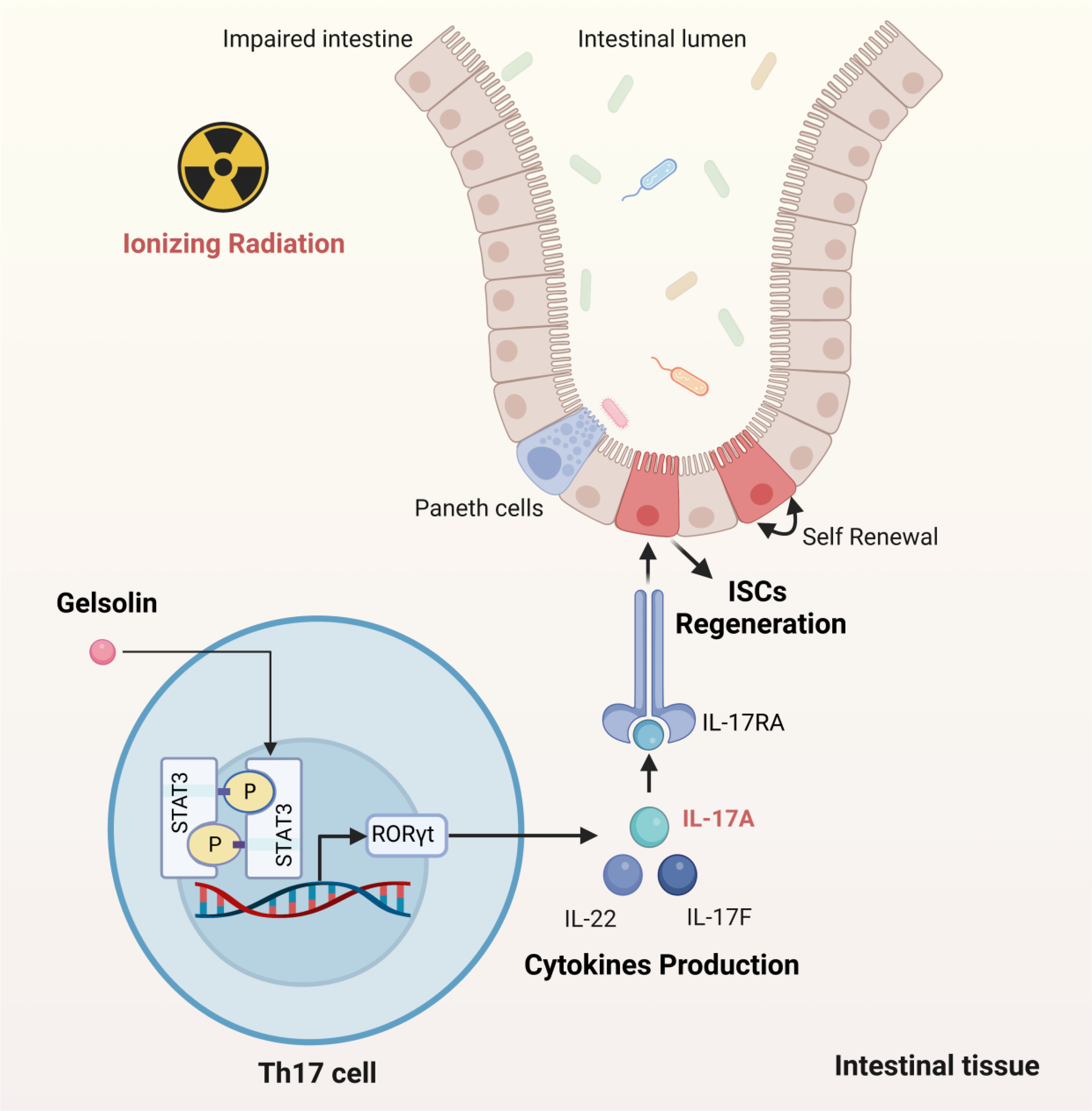 Gelsolin regulates intestinal stem cell regeneration and Th17 cellular function