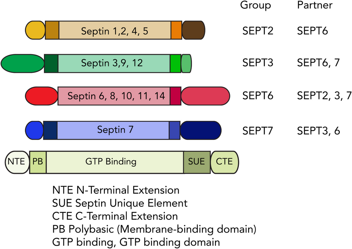 Septins as key players in spermatogenesis, fertilisation and pre-implantation embryogenic cytoplasmic dynamics