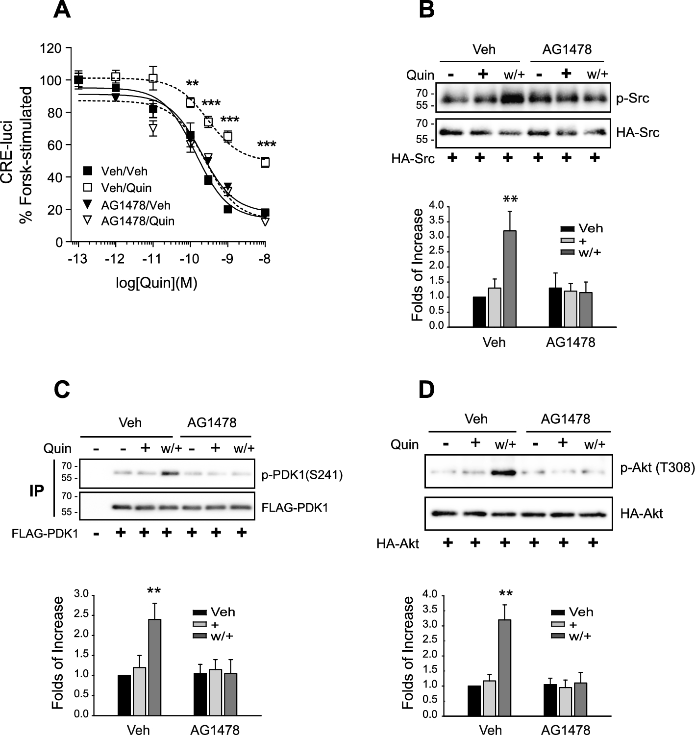 Transactivation of the EGF receptor as a novel desensitization mechanism for G protein-coupled receptors, illustrated by dopamine D2-like and β2 adrenergic receptors